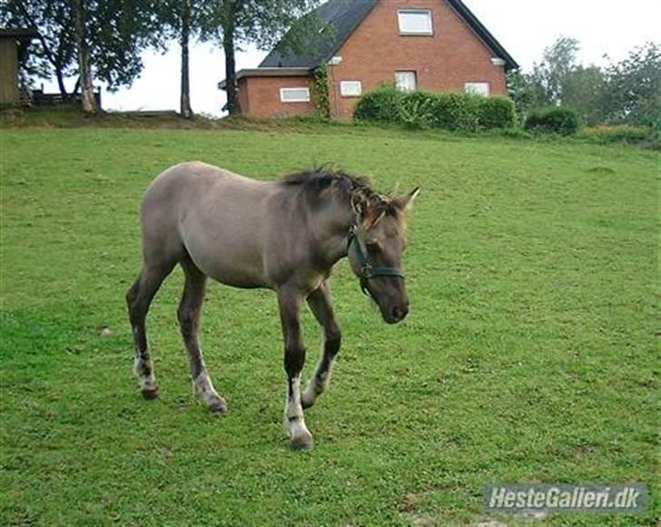 Anden særlig race Søstrenegaards Milla - En lidt ældre Milla. :) billede 11
