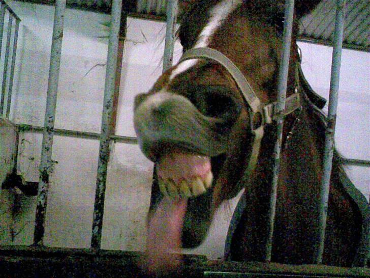 Anden særlig race Fleur<333solgt og savnet! - Fleur rækker tunge HIHI XD billede 19