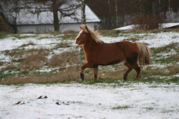 Islænder Gisli fra Thorsvighus-RIP - WAUW HVOR ER DU DEJLIG <3 Foto : Thea Jørgensen <3 billede 19