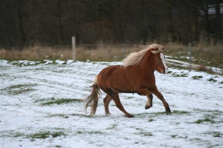 Islænder Gisli fra Thorsvighus-RIP billede 20