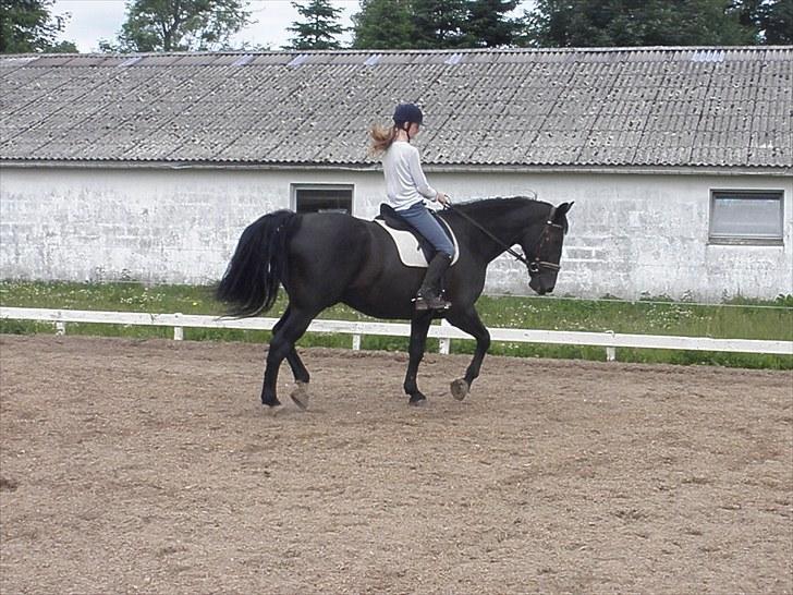 Oldenborg Sorte- PRÆMIE HESTEN!!<3 - Sorte er så dejlig, og går bare super godt:D billede 17
