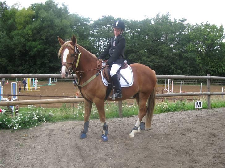 New Forest Kærgaardens Schubert  RIP - mig og schubert til ødm billede 13