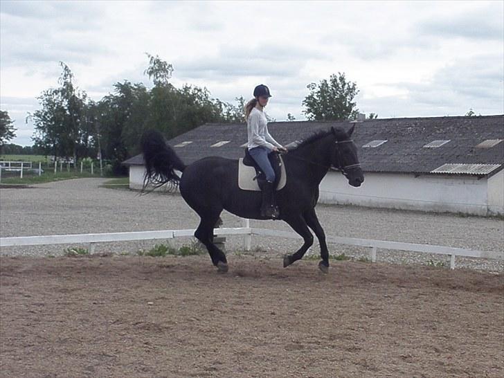 Oldenborg Sorte- PRÆMIE HESTEN!!<3 - Sorte elsker og bukke lidt, lige når man skal starte med at galopere<3 billede 18
