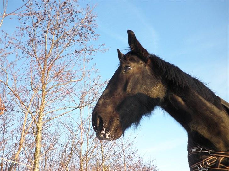 Oldenborg Sorte- PRÆMIE HESTEN!!<3 - Sorte dyret med masser af vinter pels i hovedet, eller over det hele - dejlige hest<3 billede 20