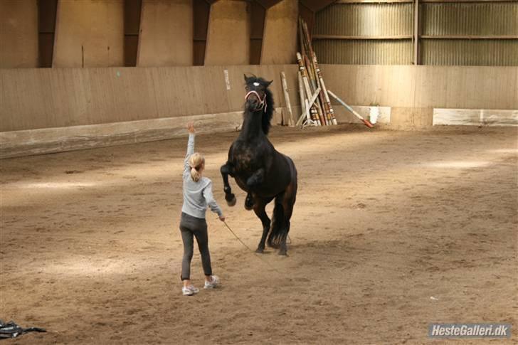 New Forest bellami * solgt* - stejler på komando - taget af rikke billede 4