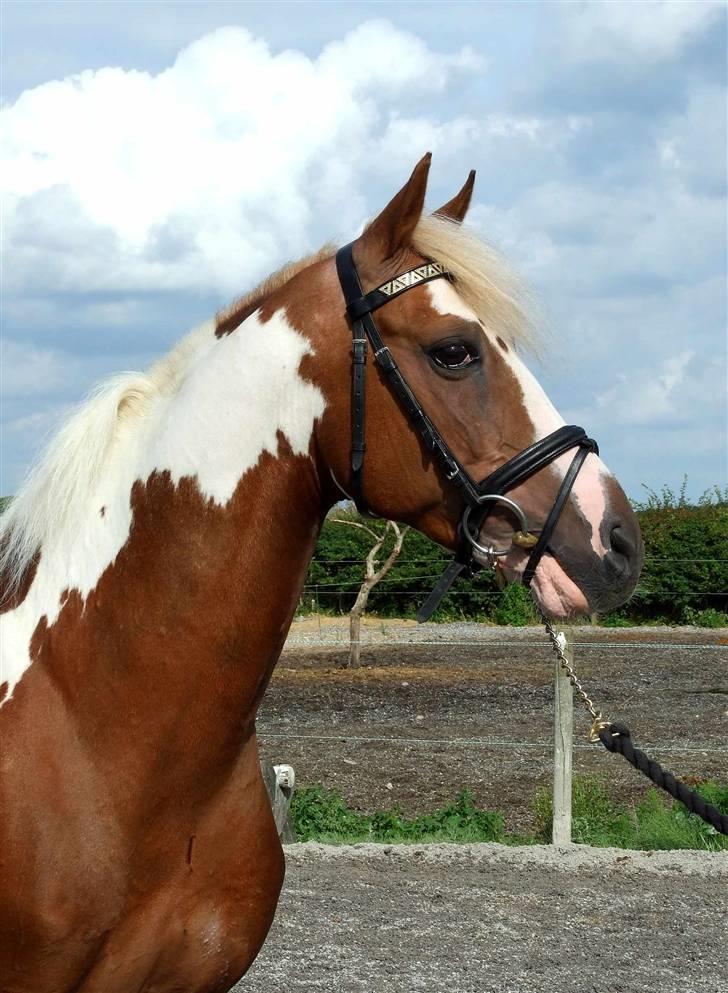 Pinto Matrix SOLGT ! billede 2