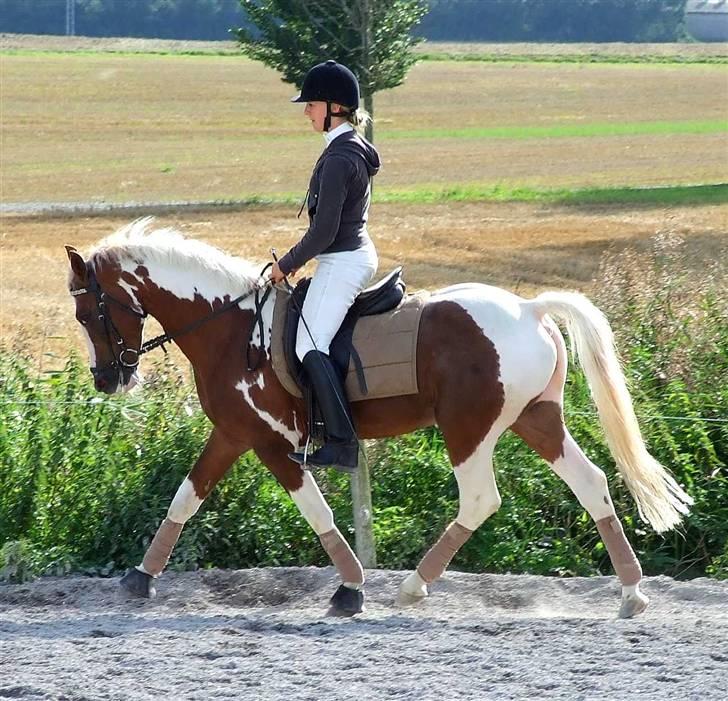 Pinto Matrix SOLGT ! billede 7