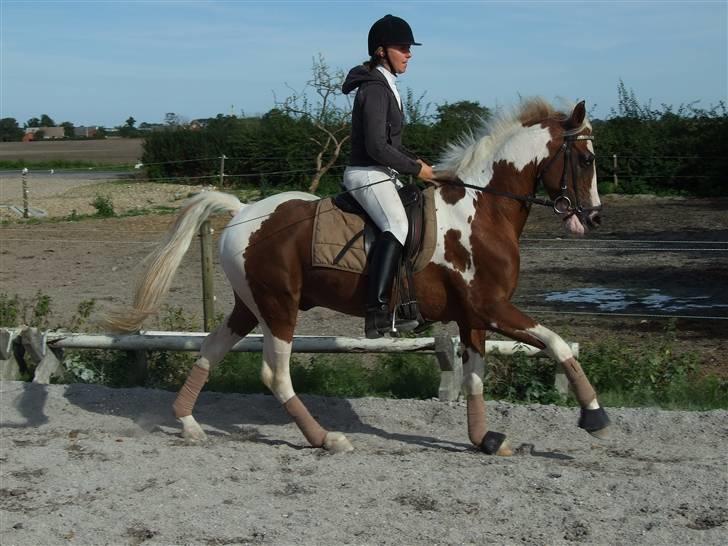 Pinto Matrix SOLGT ! billede 10