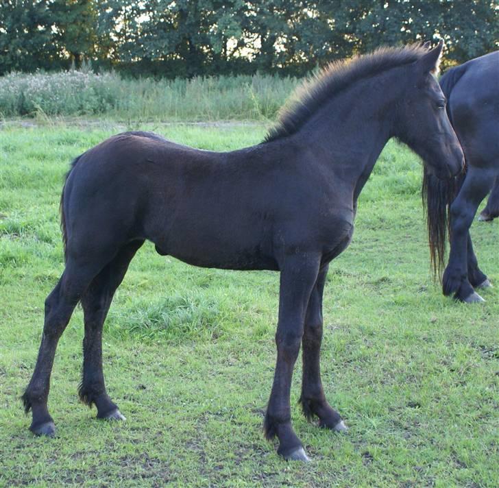 Frieser Ashya van Damgaard billede 11