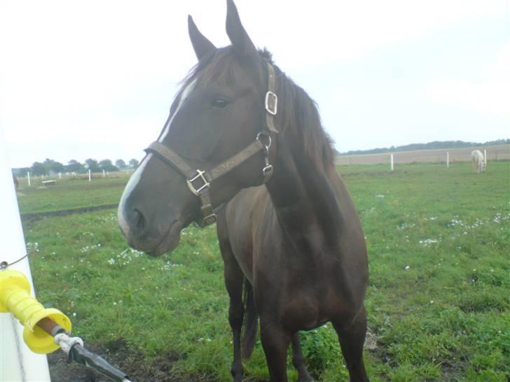 Anden særlig race Venus (solgt) - Venus ude på marken:) billede 1