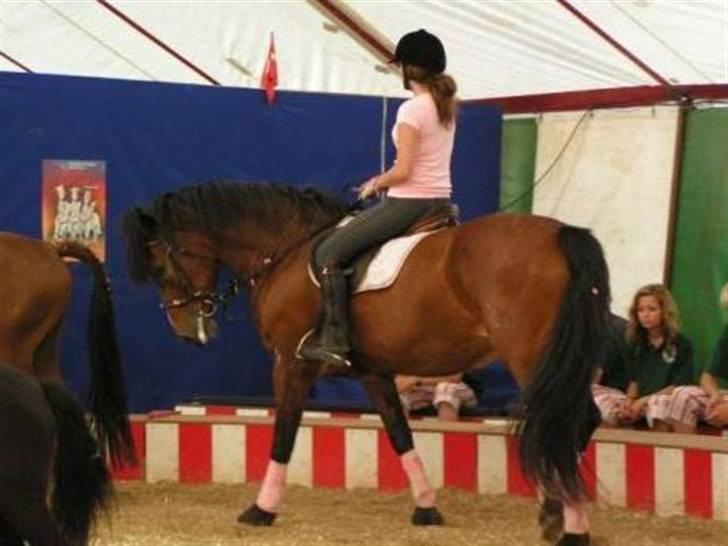 Koldblodstraver Alphine billede 3