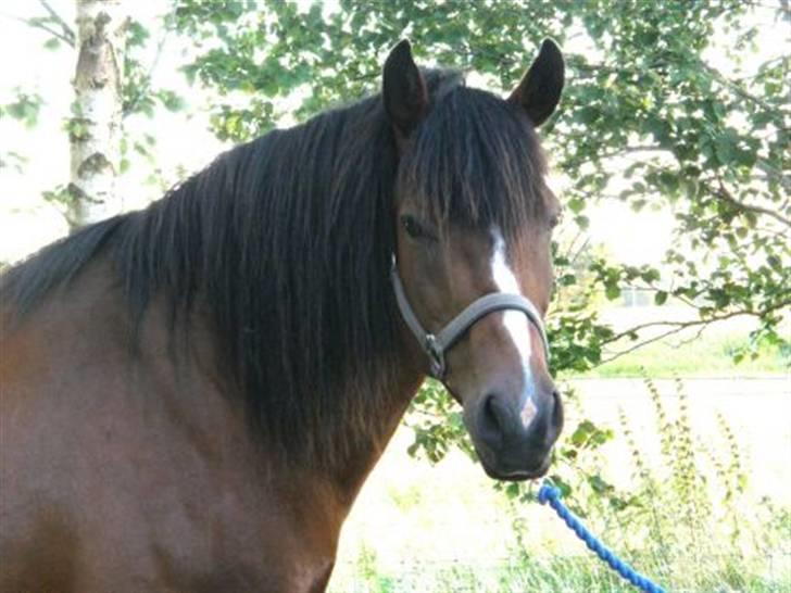 Koldblodstraver Alphine billede 4