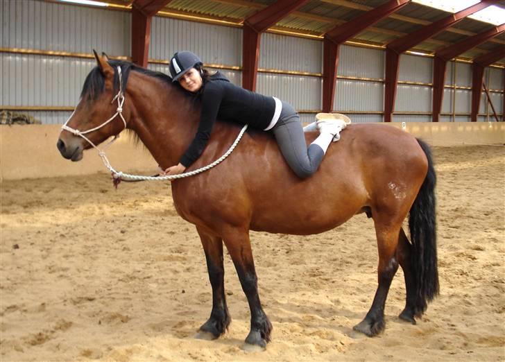 Koldblodstraver Alphine billede 14