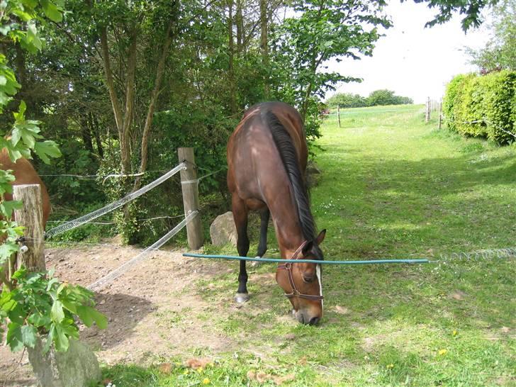 Engelsk Varmblod Fatal Experience *død* - uh hvor er jeg smuk når solen skinder i min pels.. Heeh<´33... Foto: Erik billede 2