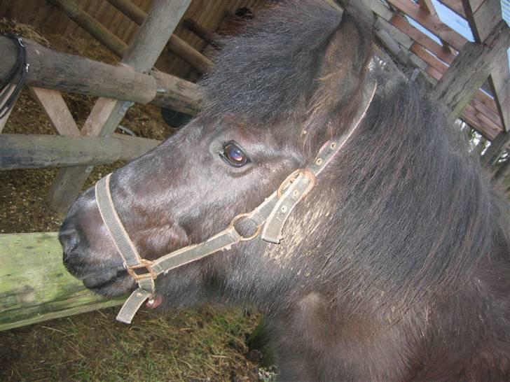 Islænder Dís fra Katulabo billede 12