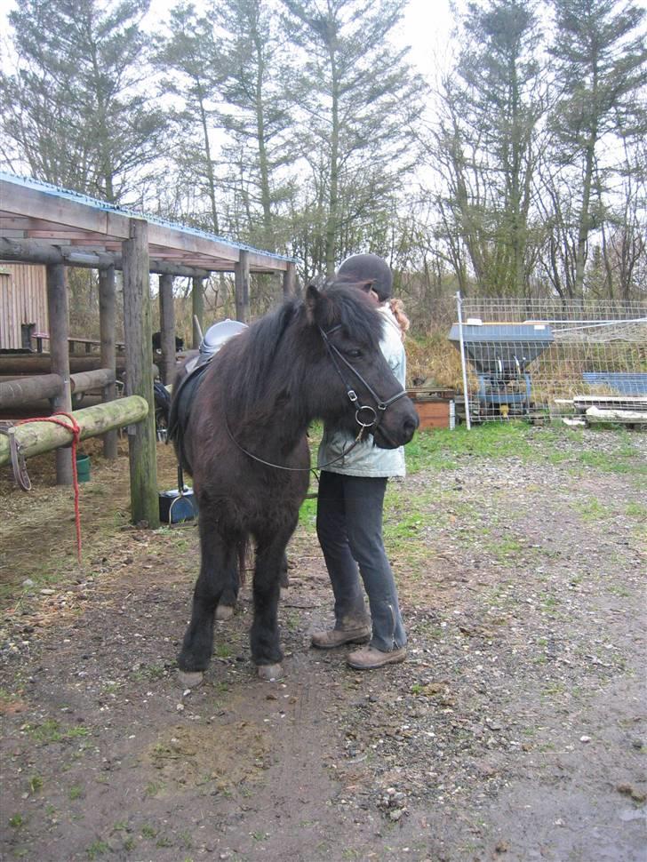 Islænder Dís fra Katulabo billede 13