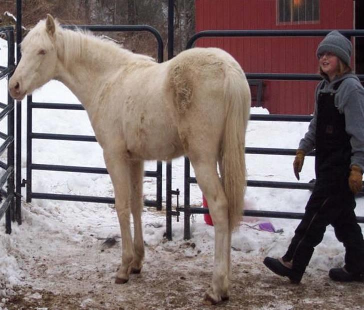 Morgan Hot Icee Solgt til USA - Icee i februar måned 2008. billede 7