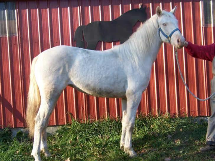 Morgan Hot Icee Solgt til USA - Icee i 2007. (opstilling) billede 13