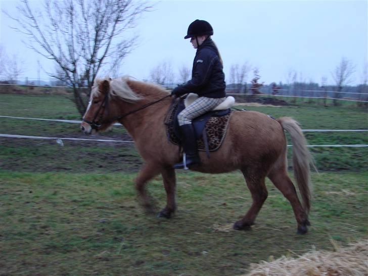 Islænder Sóley - Så rider vi en tur... :D  billede 6