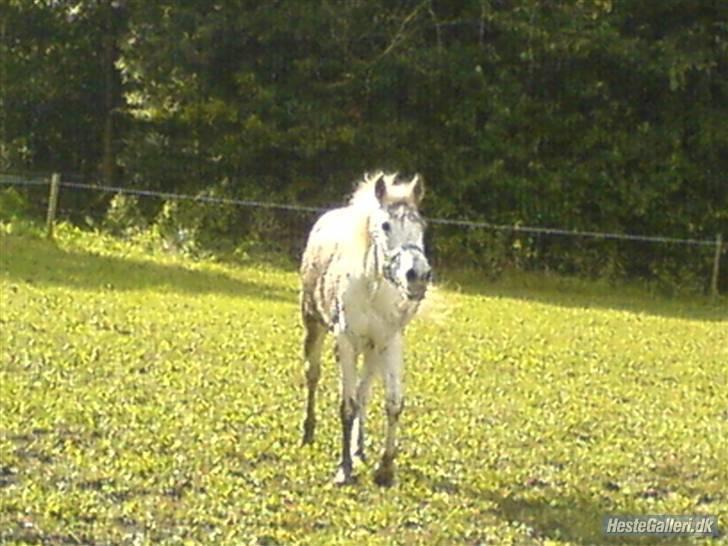 Anden særlig race julle  billede 3