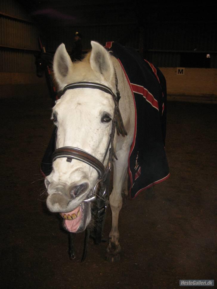 Anden særlig race julle  - julle er træt efter at have redet hårdt:) billede 5