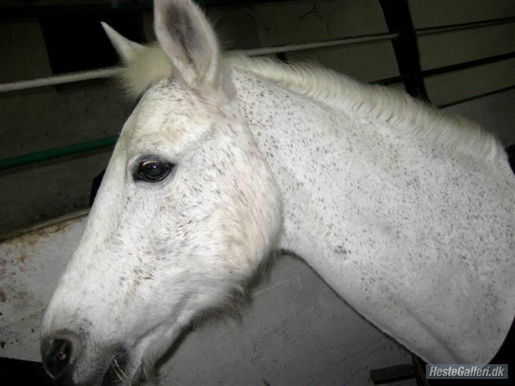 Anden særlig race julle  billede 7