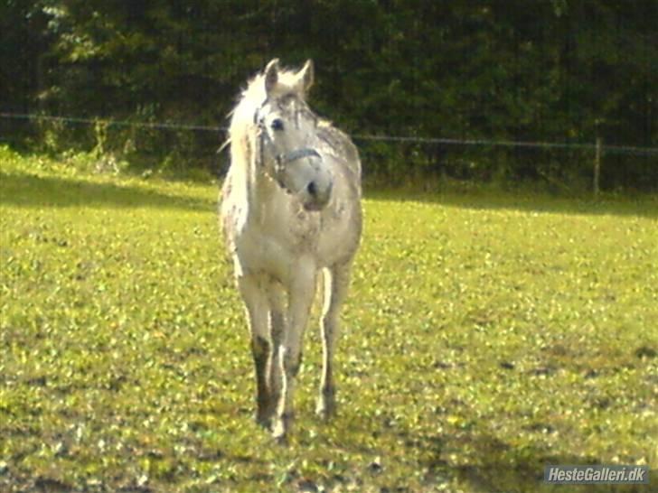 Anden særlig race julle  - julle elsker at være på fold<3 billede 9