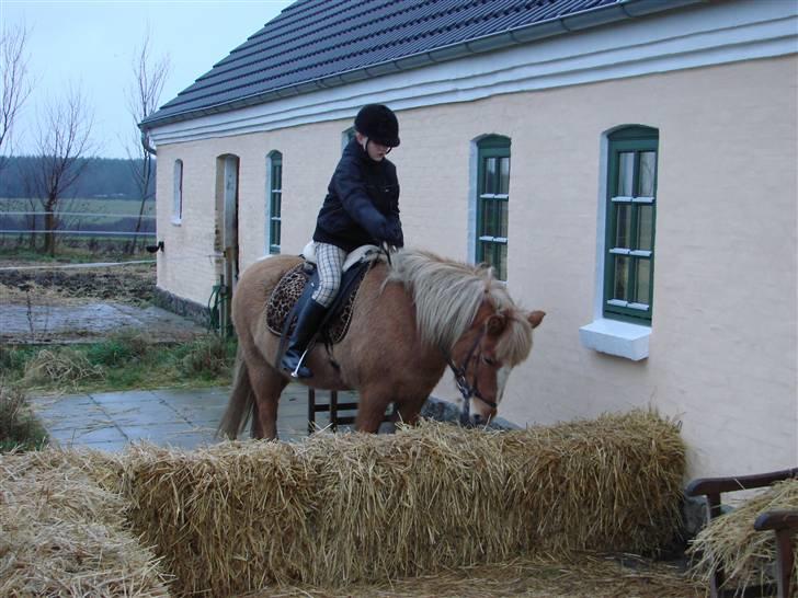 Islænder Sóley - Smukke og dejlige Sóley.. Vi er på vej ud at ride på trods af det irriterende dårlige vejr.. billede 7