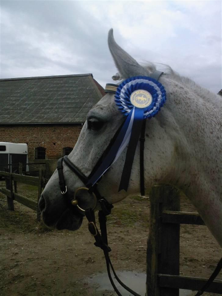 Sportsaraber (A) Cliff Galivant  billede 2