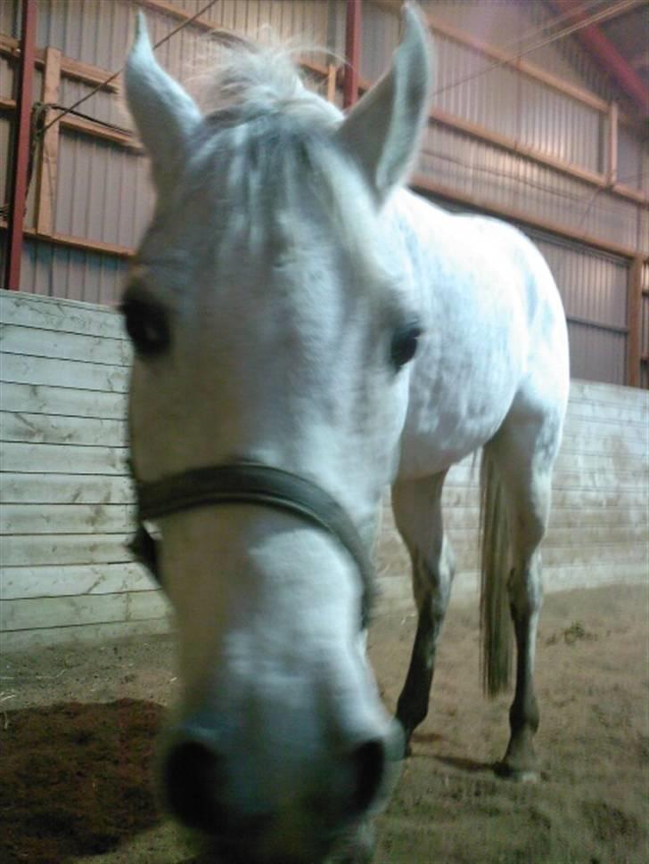 Sportsaraber (A) Cliff Galivant  billede 3