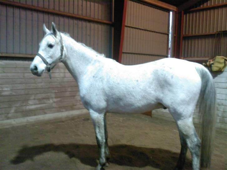 Sportsaraber (A) Cliff Galivant  billede 4