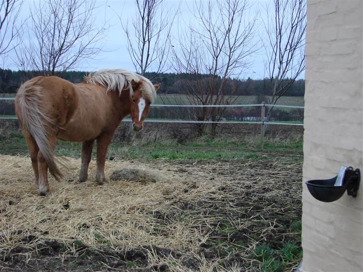 Islænder Sóley - - "Sagde du noget?" <33 billede 8