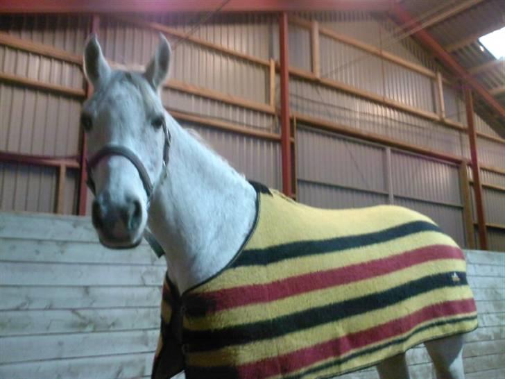 Sportsaraber (A) Cliff Galivant  billede 5