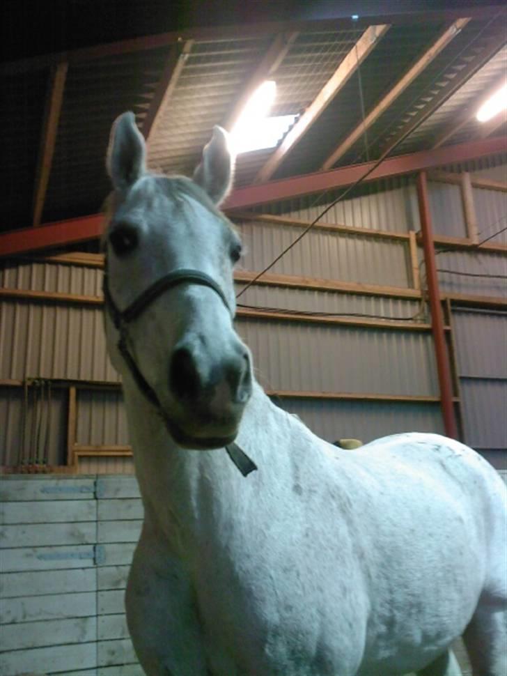 Sportsaraber (A) Cliff Galivant  billede 6