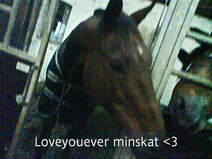 Fuldblod (XX) Tramal (Solgt) - Elsker diqq minegen .. Du er mit Et&Alt minskath <3333 billede 15