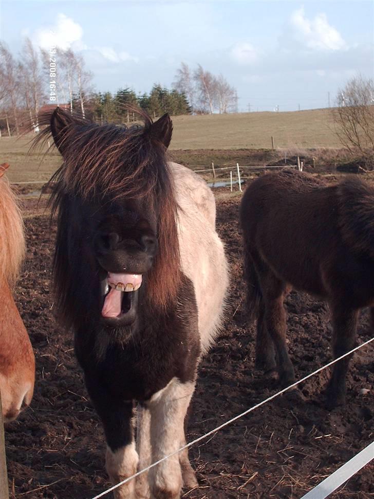 Islænder Floka fra Lindebjergvej - floka billede 10