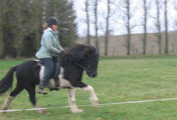 Islænder Floka fra Lindebjergvej - floka i galop billede 13