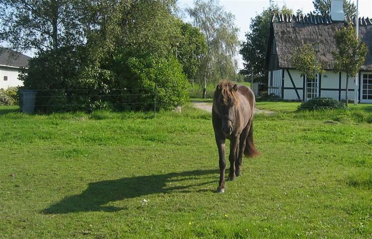 Islænder Síf fra Brösarpsgård - síf billede 10