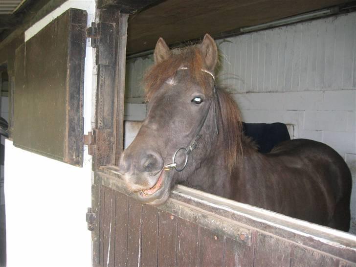 Islænder Síf fra Brösarpsgård - Síf med hovedtøj for førstegang billede 11