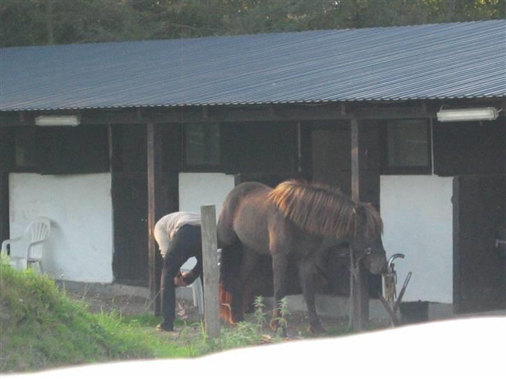 Islænder Síf fra Brösarpsgård - Síf for ordnet hove for første gang:D billede 12