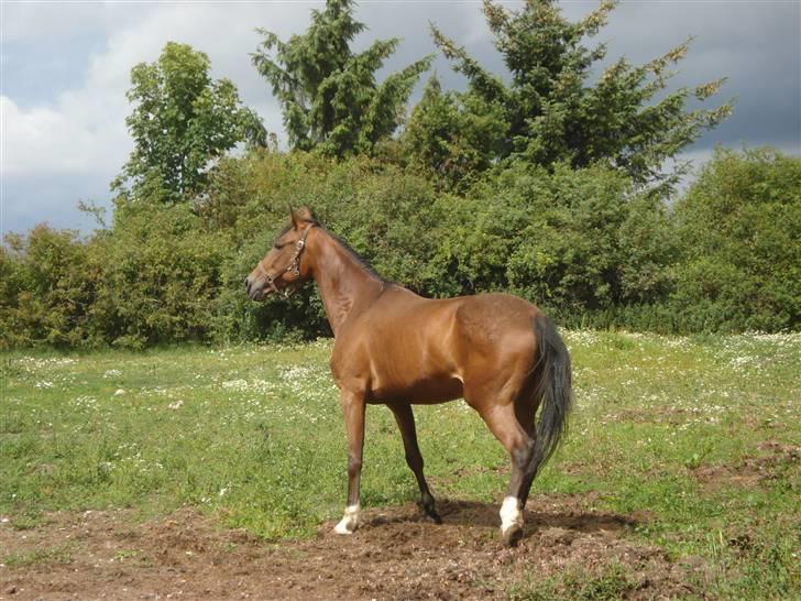 Svensk Varmblod HollyWood Boss billede 1