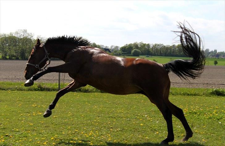 Anden særlig race Flicka  - Billede 18: Hyper hesten :) billede 18