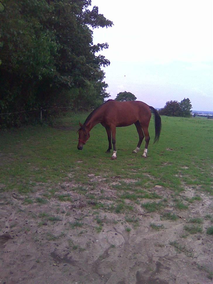 Svensk Varmblod HollyWood Boss billede 2