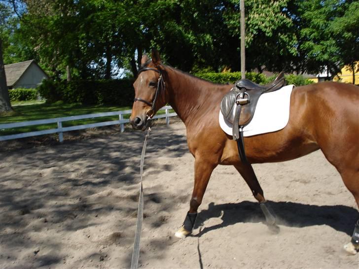 Svensk Varmblod HollyWood Boss billede 3