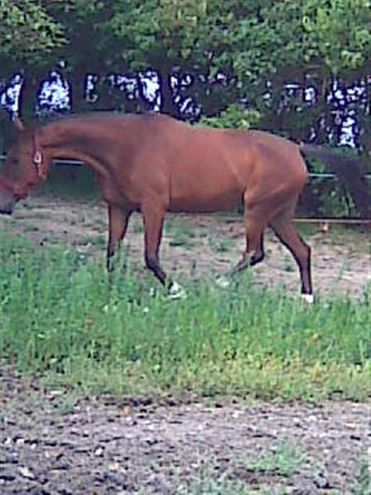 Svensk Varmblod HollyWood Boss billede 4