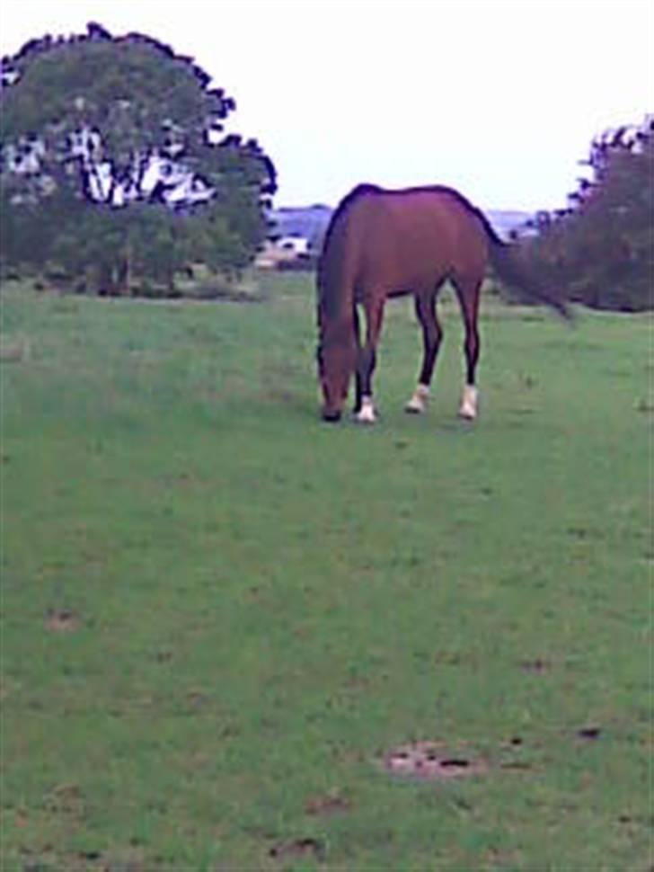 Svensk Varmblod HollyWood Boss billede 5