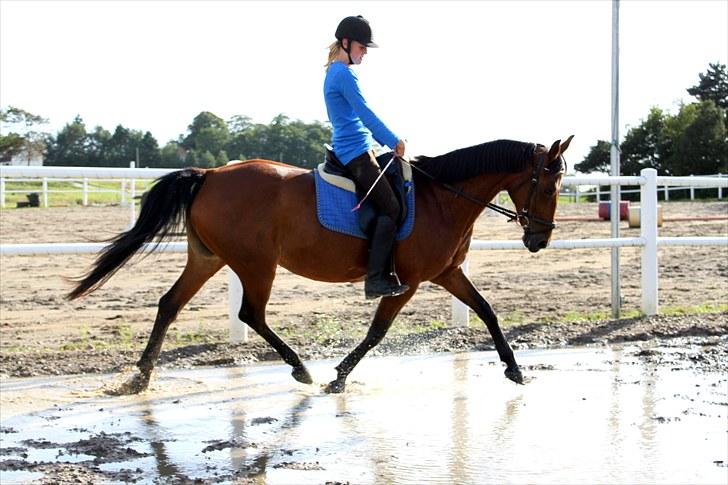 Anden særlig race Flicka  - Billede 20: Dressur :)  billede 20