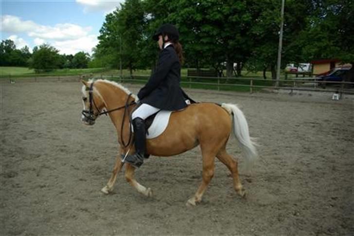 Welsh Mountain (sec A) Flicka *Flicksen*  - flicka og emma til dressur stævne billede 5