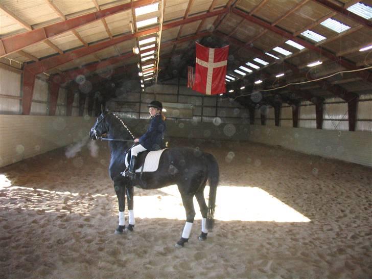 Fuldblod (XX) Rebus *RIP* billede 5