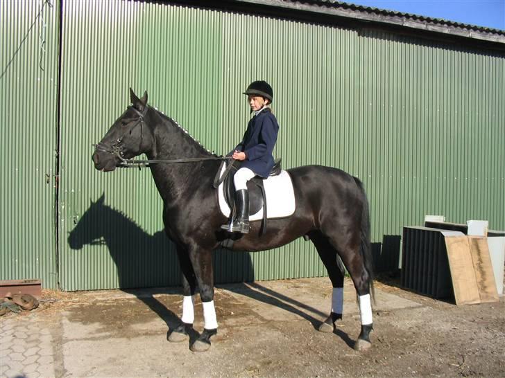 Fuldblod (XX) Rebus *RIP* - Min første´ og sidste stævne på Rebus , inden han var væk .. mig som 8 årig (: billede 6